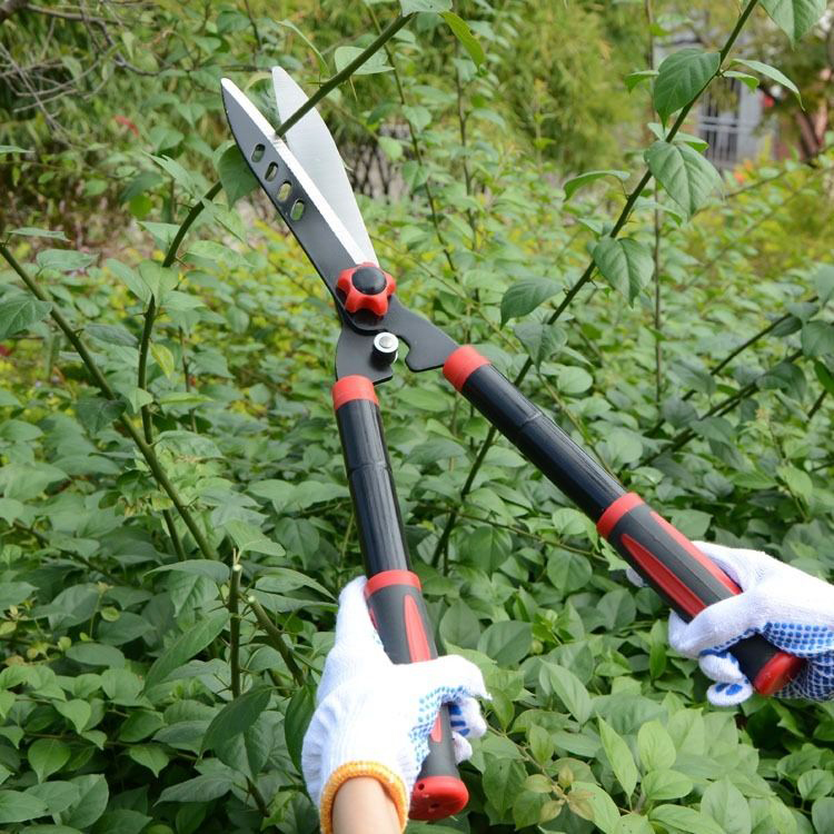 Giới thiệu cắt cắt hàng rào xanh thủ công